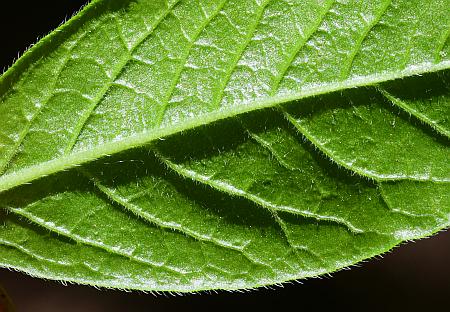 Rhododendron_prinophyllum_leaf2.jpg