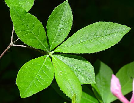 Rhododendron_prinophyllum_leaves.jpg