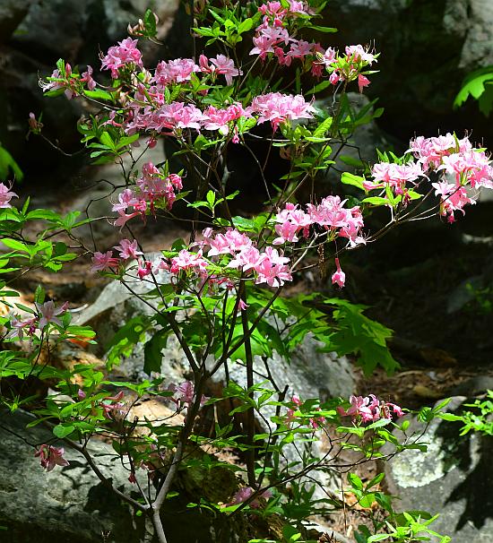 Rhododendron_prinophyllum_plant.jpg