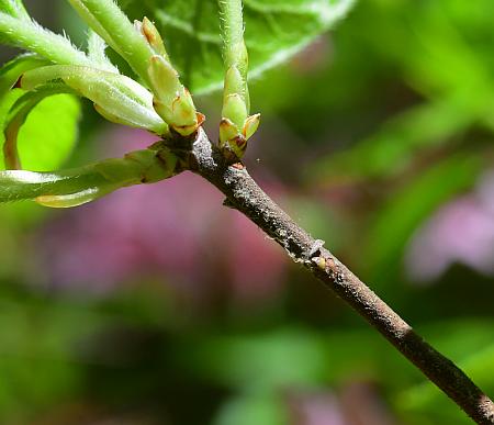 Rhododendron_prinophyllum_stem.jpg