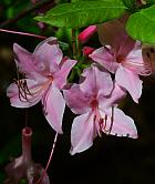 Rhododendron prinophyllum thumbnail