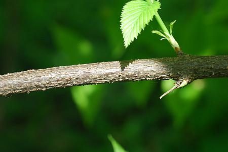 Rhodotypos_scandens_bark.jpg