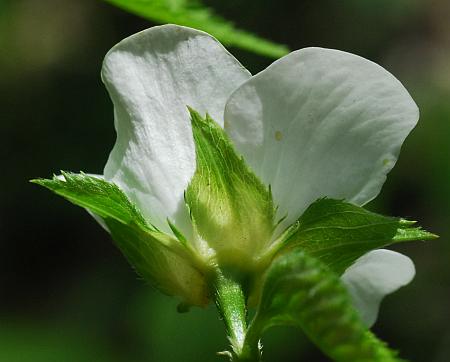 Rhodotypos_scandens_calyx.jpg