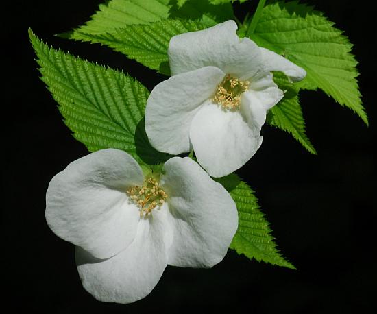 Rhodotypos_scandens_corollas.jpg