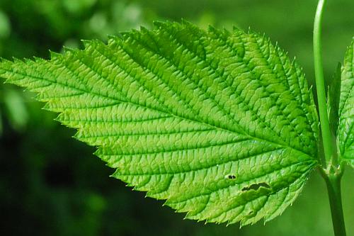 Rhodotypos_scandens_leaf1.jpg