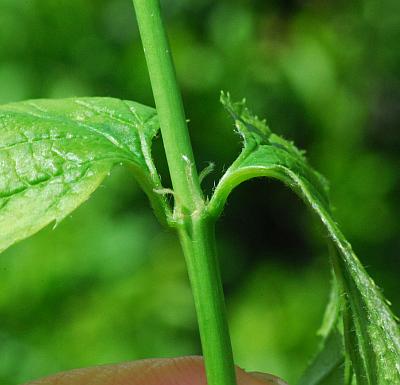 Rhodotypos_scandens_stem.jpg