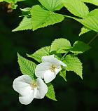 Rhodotypos scandens thumbnail