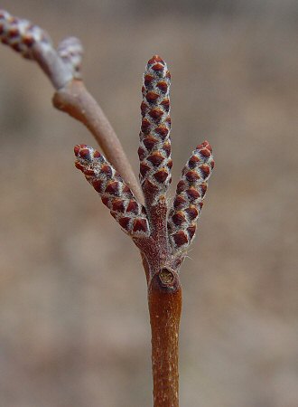 Rhus_aromatica_catkins.jpg