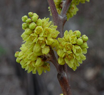 Rhus_aromatica_flowers.jpg