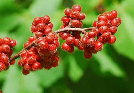 Rhus_aromatica_fruits.jpg