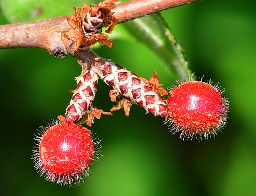 Rhus_aromatica_fruits2.jpg