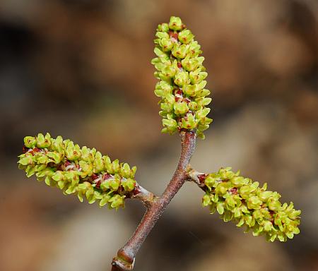 Rhus_aromatica_inflorescence.jpg