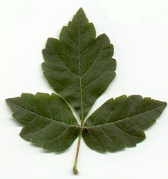 Rhus_aromatica_leaf.jpg