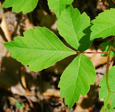 Rhus_aromatica_leaf1.jpg