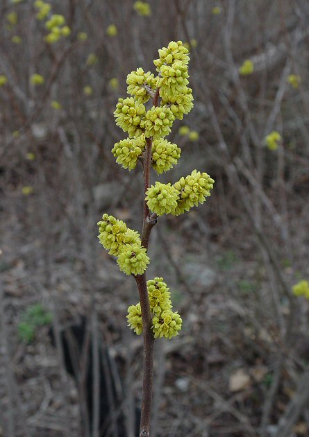 Rhus_aromatica_plant.jpg