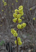 Rhus aromatica thumbnail