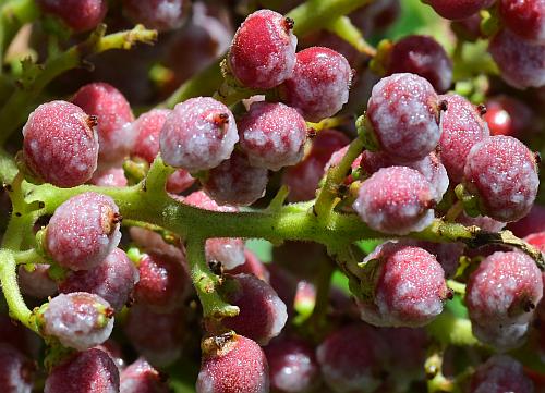 Rhus_copallinum_fruits.jpg