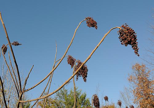 Rhus_copallinum_fruits2.jpg