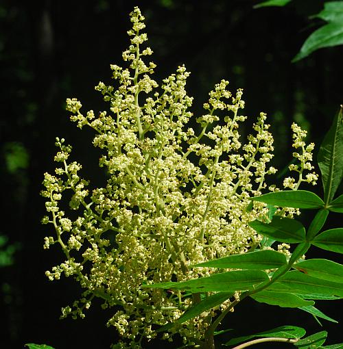 Rhus_copallinum_inflorescence.jpg