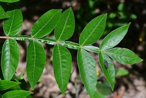 Rhus_copallinum_leaf1.jpg