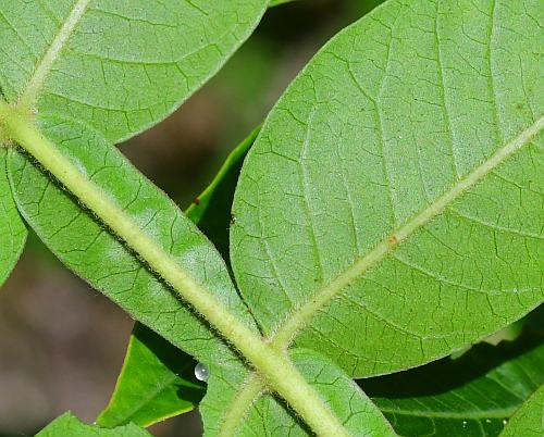 Rhus_copallinum_leaf2a.jpg