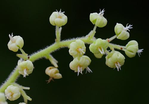 Rhus_copallinum_pflowers.jpg