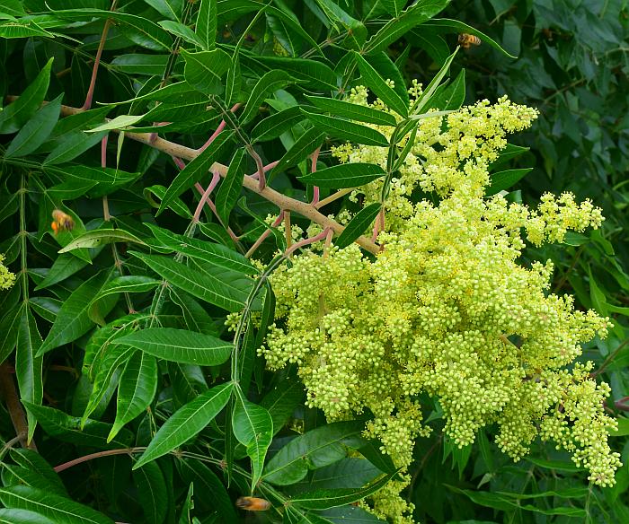 Rhus_copallinum_plant.jpg