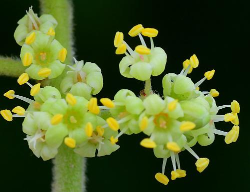 Rhus_copallinum_sflowers.jpg