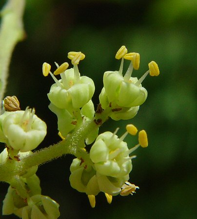 Rhus_copallinum_staminate_flowers.jpg