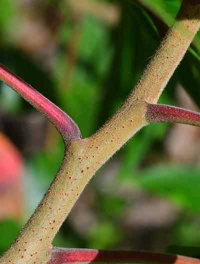 Rhus_copallinum_stem.jpg