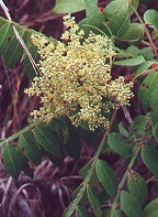 Rhus copallinum thumbnail