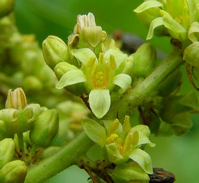 Rhus_glabra_flower.jpg