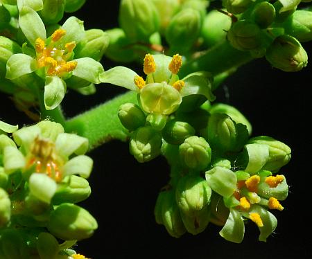 Rhus_glabra_flowers.jpg