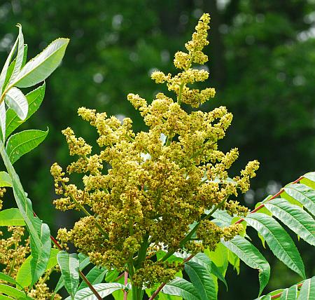 Rhus_glabra_inflorescence.jpg