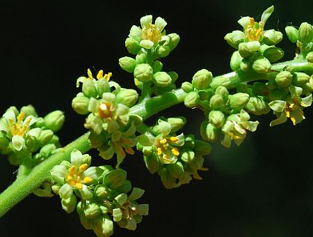 Rhus_glabra_inflorescence2.jpg