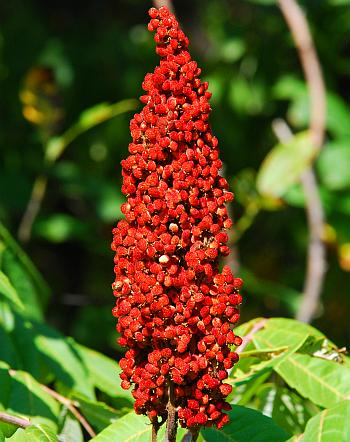 Rhus_glabra_infructescence.jpg