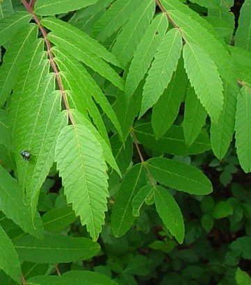 Rhus_glabra_leaflets.jpg