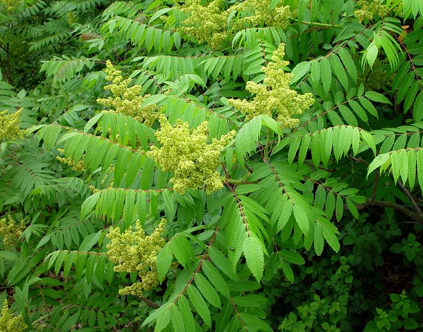 Rhus_glabra_plant.jpg