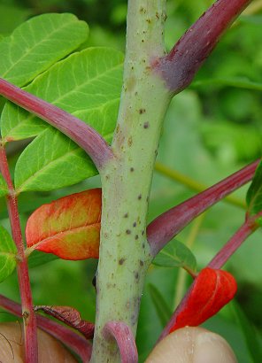 Rhus_glabra_stem.jpg