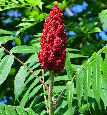 Rhus_typhina_infructescence1.jpg