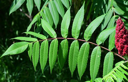 Rhus_typhina_leaf1.jpg