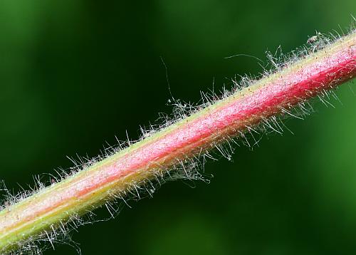 Rhus_typhina_petiole.jpg