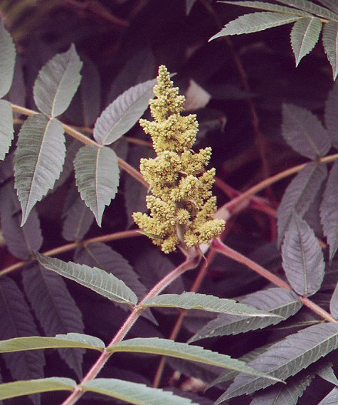 Rhus_typhina_pistillate_inflorescence.jpg