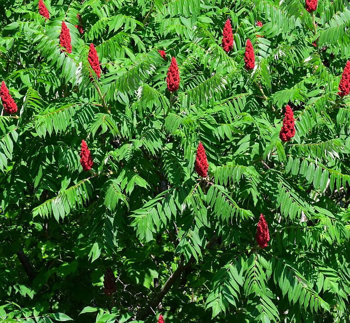 Rhus_typhina_plant.jpg