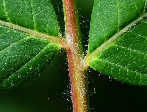 Rhus_typhina_rachis.jpg