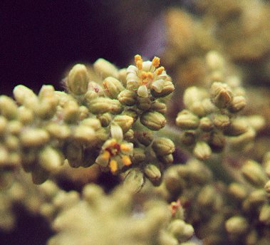 Rhus_typhina_staminate_flowers.jpg