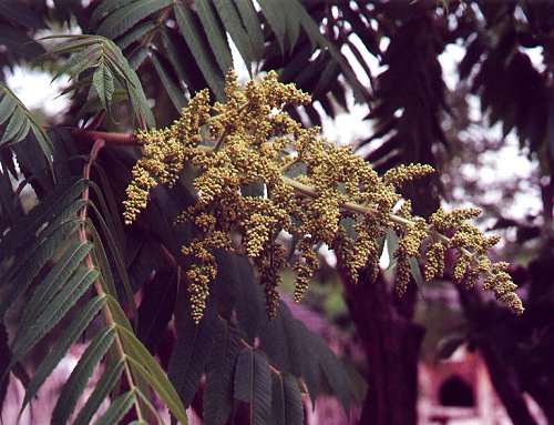 Rhus_typhina_staminate_inflorescence.jpg