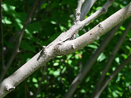 Rhus_typhina_stem1.jpg