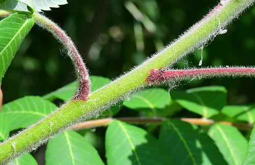 Rhus_typhina_stem2.jpg