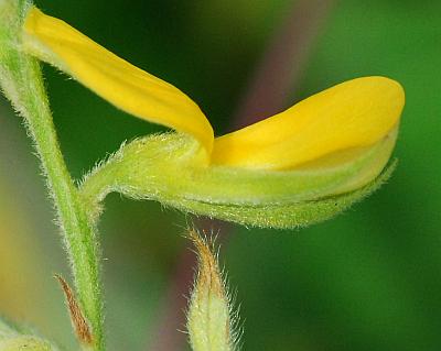 Rhynchosia_latifolia_calyx.jpg